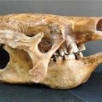 eremotherium-mirabile-giant-ground-sloth-skull-S034-hHsbJ-odxPy-JPlGw