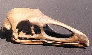 Teratornis Merriamai Bird Skull