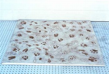 North America mammal footprints