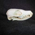 fennec-fox-skull-replica-RS315