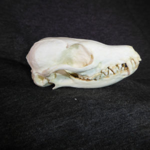 fennec fox skull replica