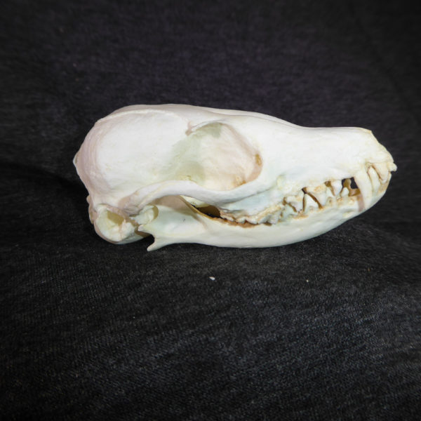 fennec fox skull replica