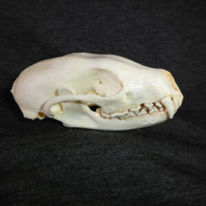 fisher martes female skull CADSL0008