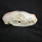 fisher-martes-female-skull-CADJL0008
