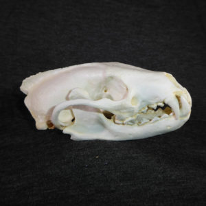 fisher martes male skull