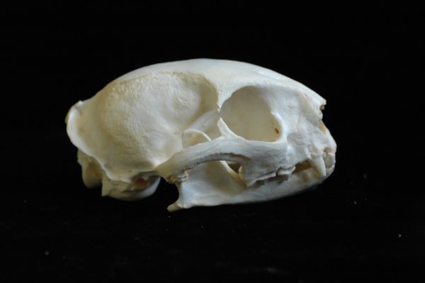 fishing cat female skull