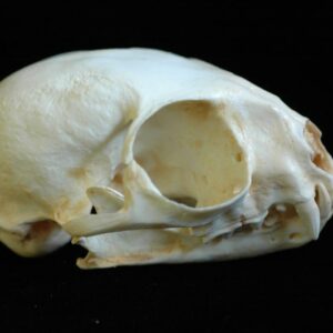 fishing cat female skull close efbc0208