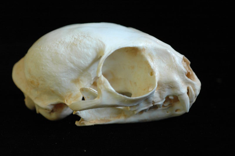 fishing-cat-female-skull-close-EFBC0208