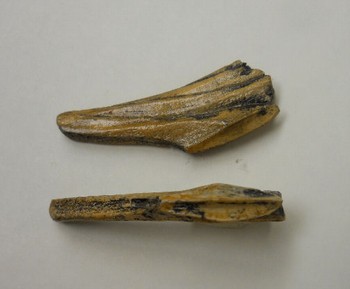 Duckbill Dinosaur Tooth Replicas Models