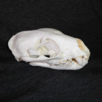 fossa-male-skull-replica-RS384