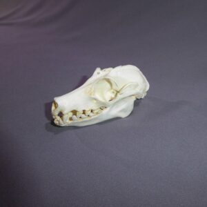 fruit bat skull replica facing left RS073