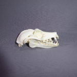 fruit-bat-skull-replica-mouth-open-RS073