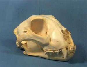 Cheetah Male Skull Replicas Models