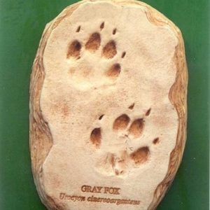 Gray Fox Footprint Cast Replica Models