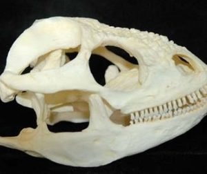 Galapagos Land Iguana Skull