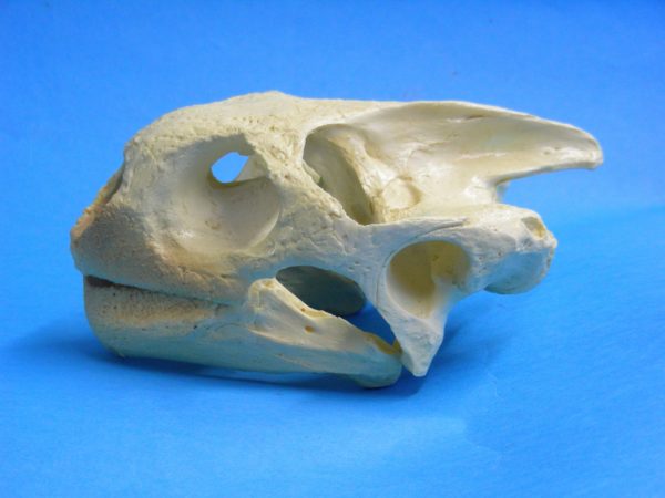 galapagos tortoise skull replica