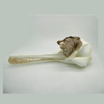 ganges-river-dolphin-skull-CA14922