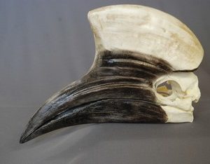 Yellow-Casqued Male Hornbill Skull