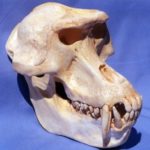 gelada-baboon-skull-replica-CA22257-RVuhX-ejXNR-uLpJR