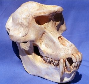 Gelada Baboon Skull Replica Model