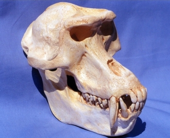 Gelada Baboon Skull Replica Model