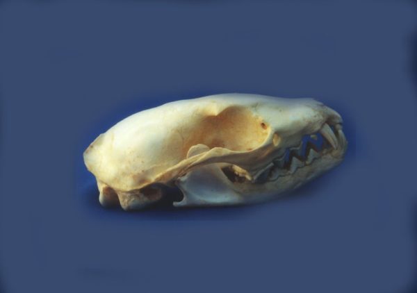 genet male skull replica