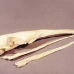 Giant Anteater Skull Replica