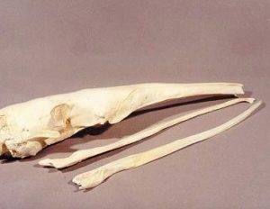 Giant Anteater Skull Replica