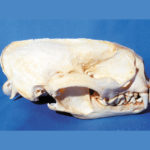 giant-otter-skull-replica-CA01199