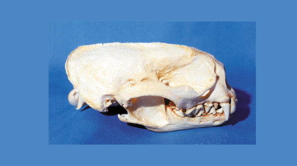 giant otter skull replica