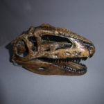giganotosaurus-carolinii-skull-replica-MG01