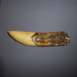 giganotosaurus dinosaur tooth replica facing right