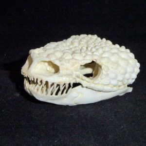 gila monster male skull