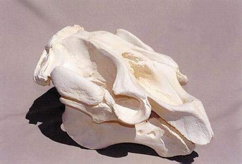 West Indian Manatee Skulls Replicas Models