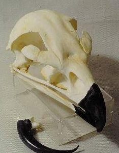 Golden Eagle Skull Replica