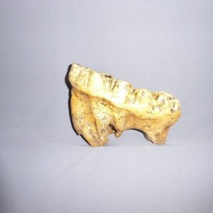 gomphothere tooth with root