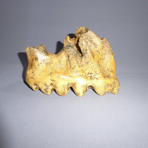 gomphothere tooth with root side view
