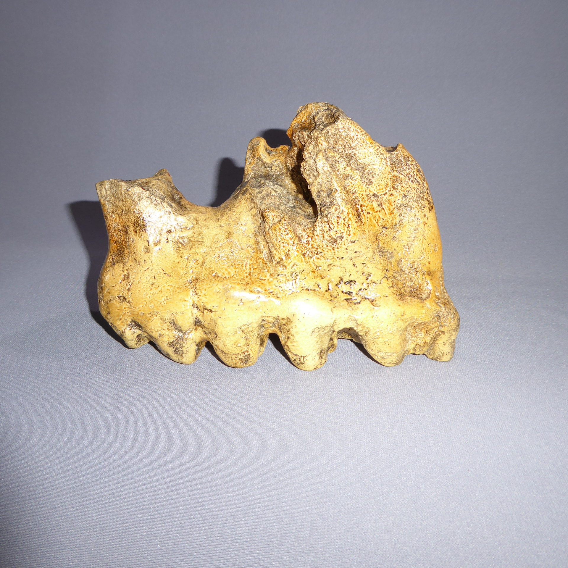 gomphothere-tooth-with-root-T08-side-view