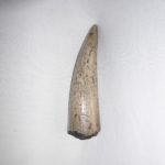 gomphothere tusk replica front view M28G