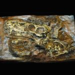 gorgonopsial-skull-replica-plaque-KMP003