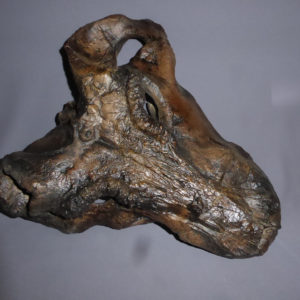 gorgonospid dinosaur skull replica