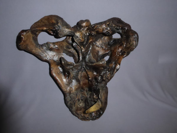gorgonospid dinosaur skull replica facing forward