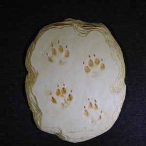 gray fox footprint plaque