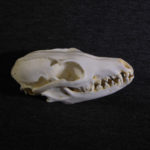 gray-fox-skull-replica-RS048