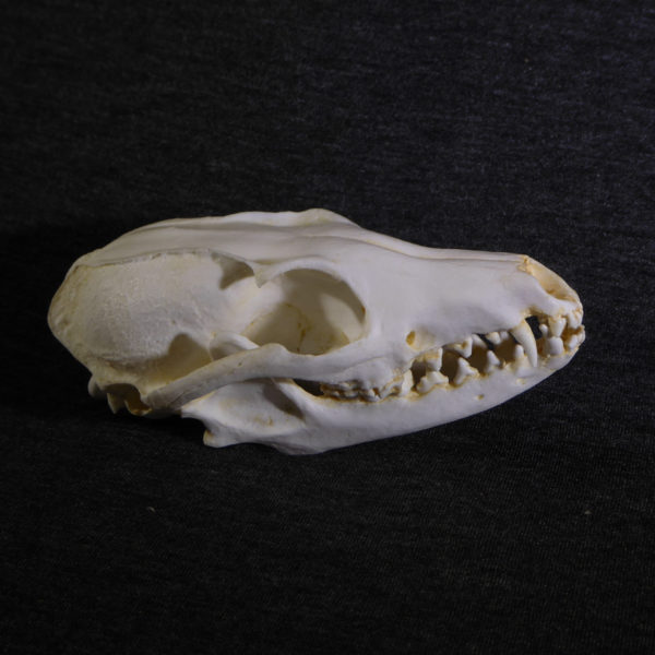 gray-fox-skull-replica