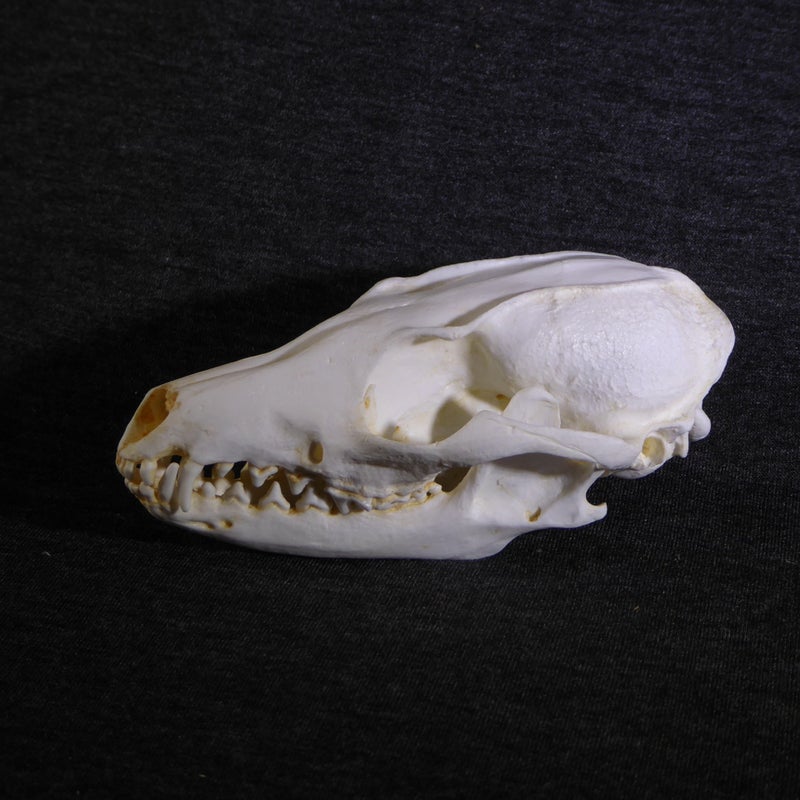gray-fox-skull-replica-facing-left-RS048