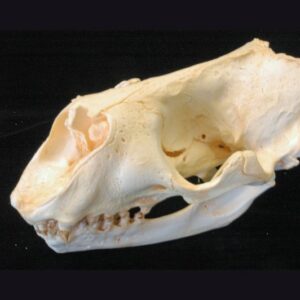 gray seal skull replica left CA22571
