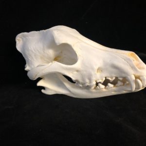 gray timber wolf skull
