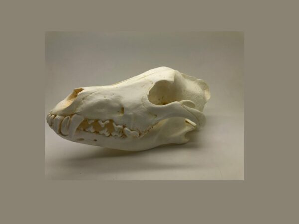gray timber wolf skull replica facing left RS047