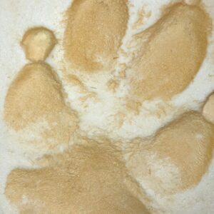 gray wolf footprint replica wlp101
